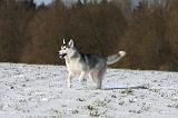 SIBERIAN HUSKY 412